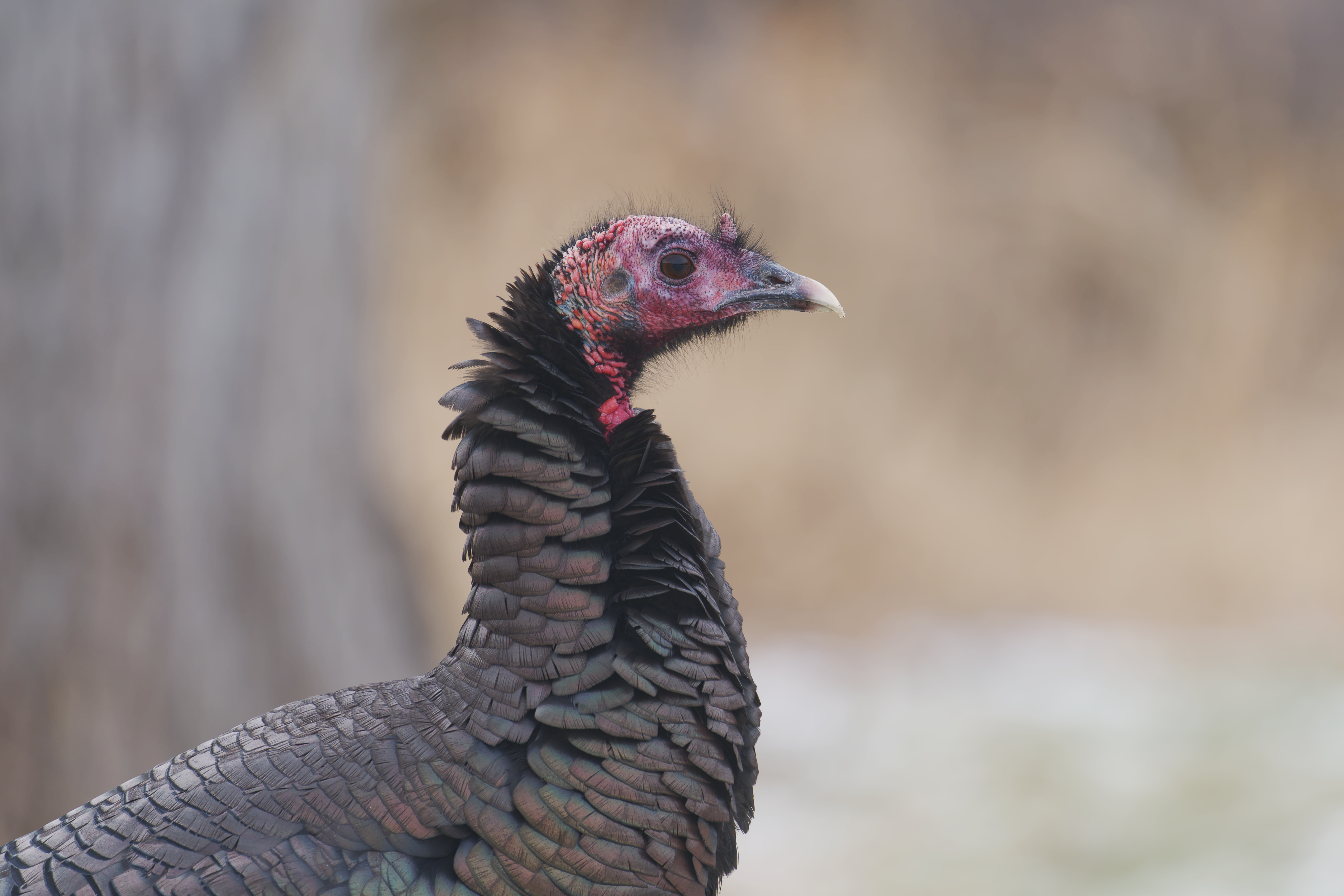 Parc Michel-Chartrand - 2025-12-20