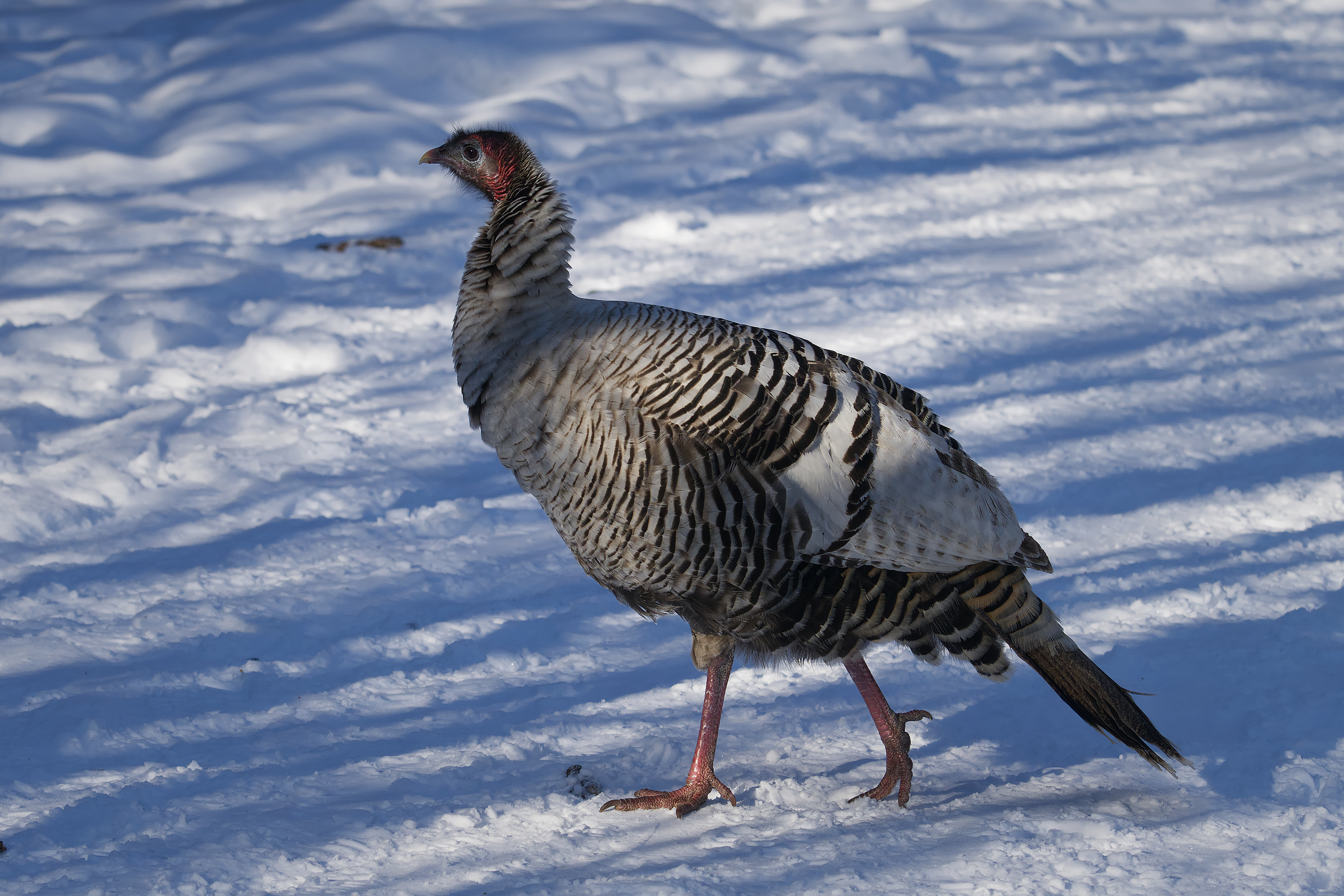 Parc de la Frayère - 2026-02-21