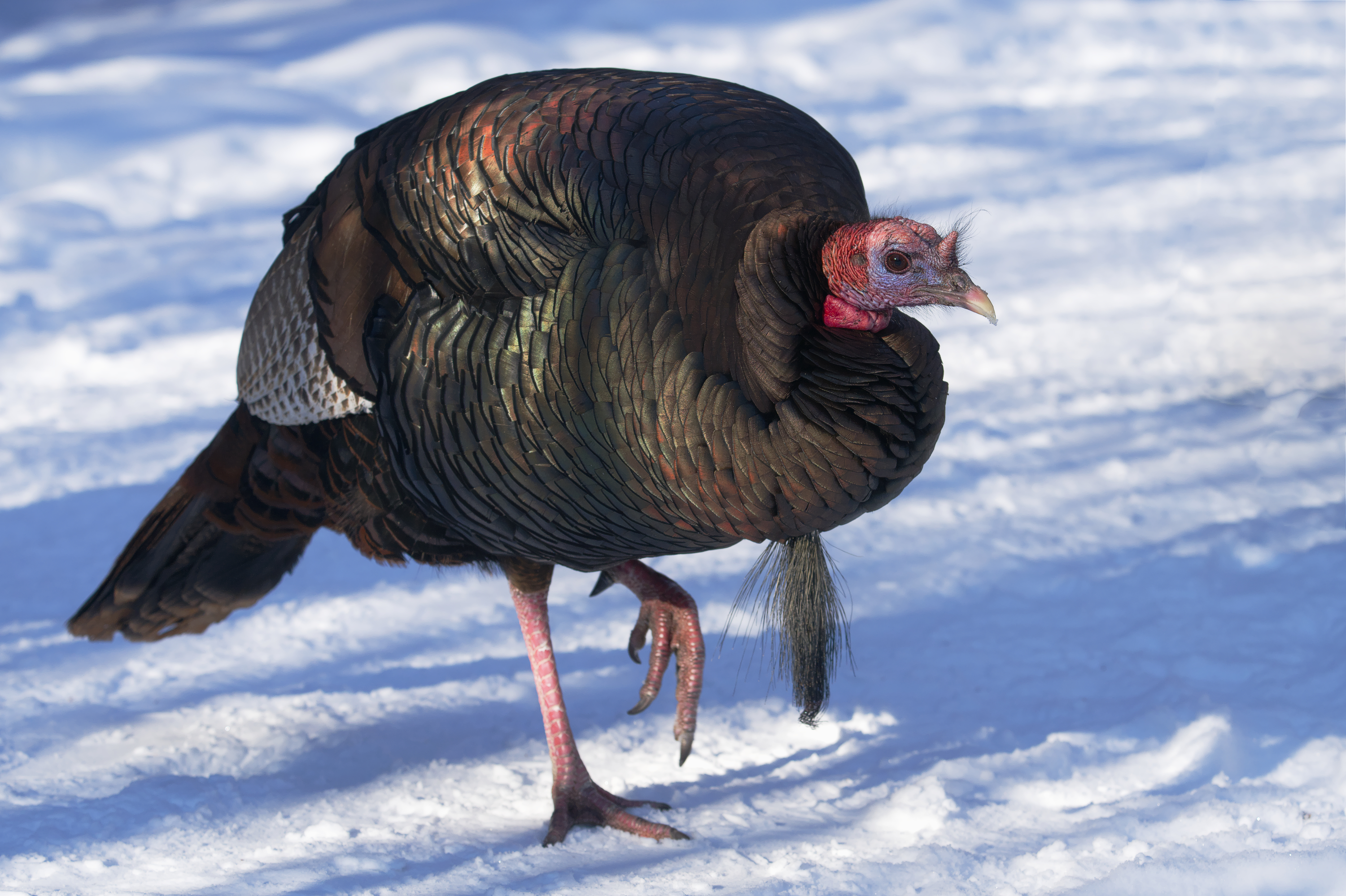 Wild Turkey (Meleagris gallopavo) - Parc de la Frayère - 2026-02-21