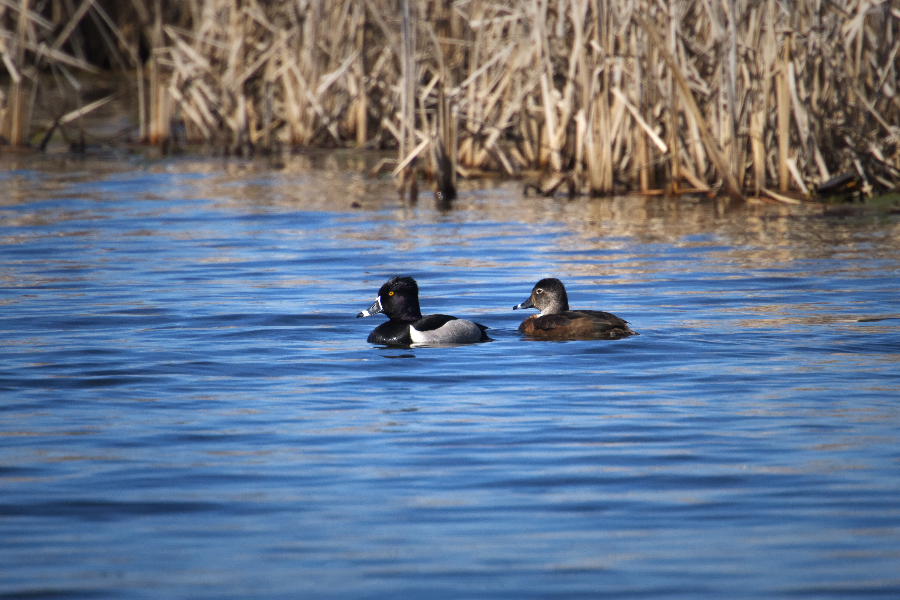 Ring-necked Duck (Aythya collaris) - Parc de la Frayère - 2026-04-25