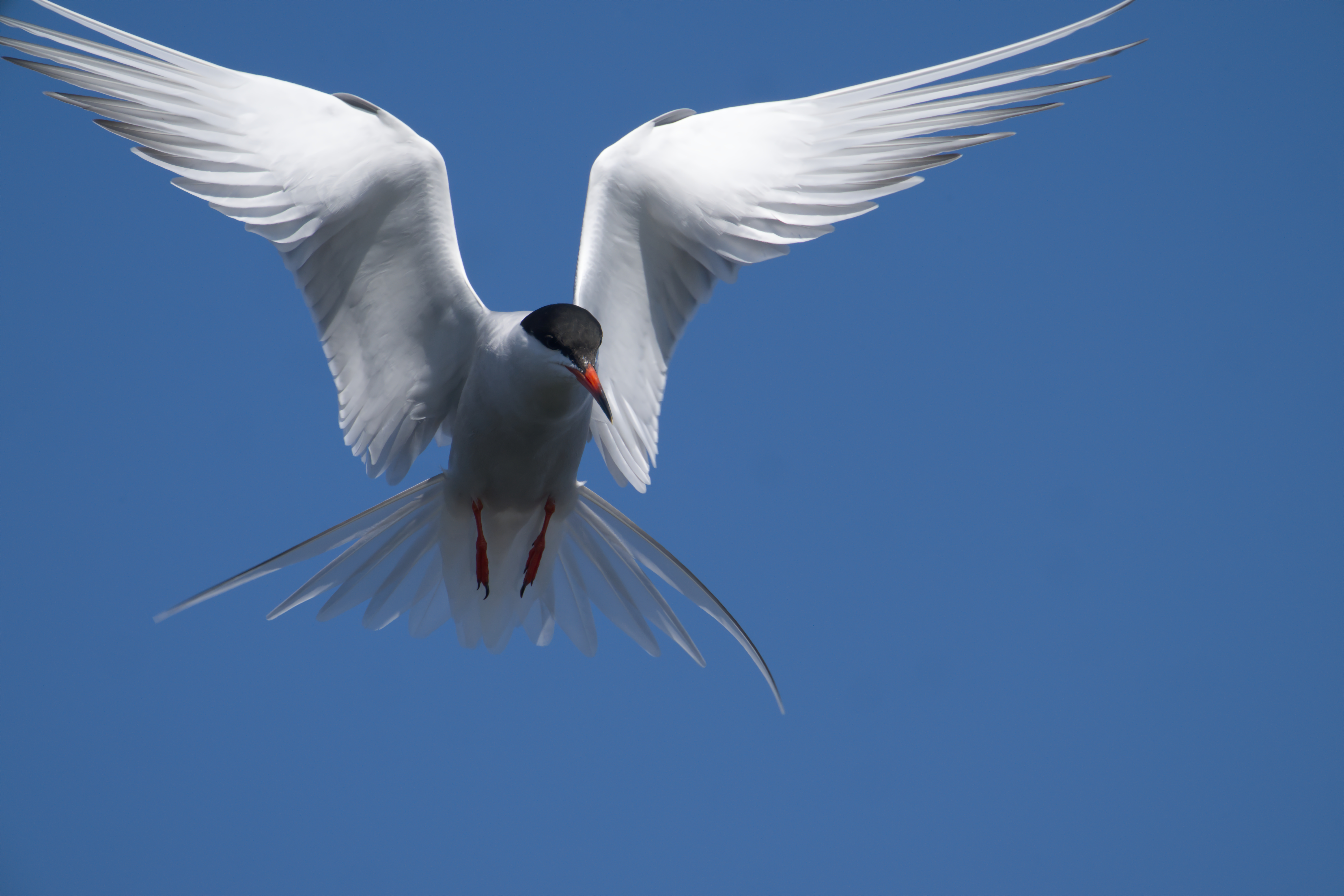 Common Tern (Sterna hirundo) - Parc de la Frayère - 2026-05-09